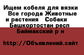 Ищем кобеля для вязки - Все города Животные и растения » Собаки   . Башкортостан респ.,Баймакский р-н